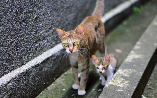 Cat kitten ledge eye neoplasticism - the camera mans eye free wallpaper