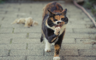 Cat walking brick path laying - sharp claw free wallpaper