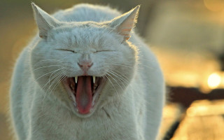 White cat open mouth award - photography free wallpaper