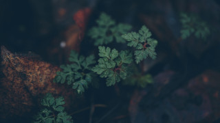 Plant green leaves woods rock - a rock in the foreground free wallpaper for desktop