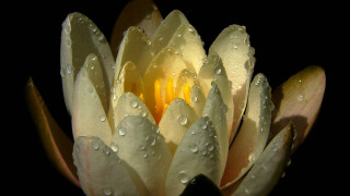 Flower water droplets macro yellow - a yellow center free wallpaper