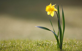 Yellow flower dew grass nature - dew free wallpaper