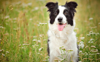 Dog flower field outdoor animal - its tongue free wallpaper
