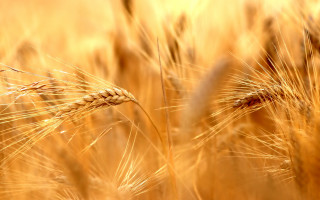 Wheat field blurry background yellow - heavy free wallpaper