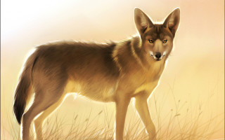 Wolf field yellow brown anato - brown background free wallpaper