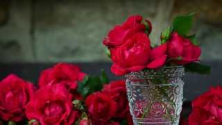 Vase red roses floral stilllife - red rose free wallpaper