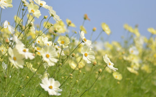 White flower field blue sky - yellow center free wallpaper
