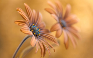 Daisy dandelion sunflower white flower - two flower free wallpaper