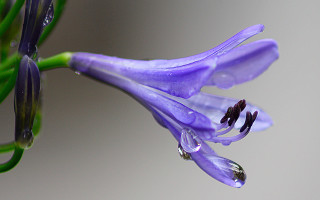 Purple flower water drops macro 4 - end free wallpaper for desktop