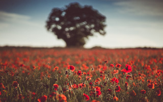 Red flower autumn tree sunset - dave allsop free wallpaper