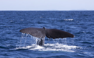 Whale diving ocean mouth tail - the ocean water free wallpaper