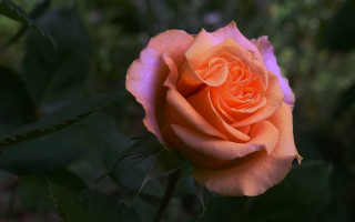 Orange rose blooming garden green - rich color free wallpaper