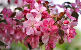 Pink flowers blooming branch bokeh - a tree branch in the sun light of the day free wallpaper