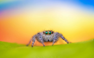 Spider green eyes leafy hill - a spider free wallpaper