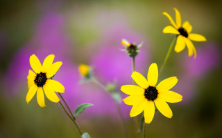 Yellow flowers purple background macro - cindy wright free wallpaper