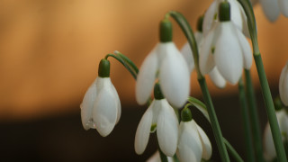 White flowers water droplets vase - a brown background free wallpaper