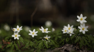 White flowers green grass macro - green grass free wallpaper