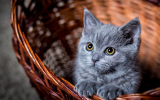 Curious gray kitten basket art - grey background free wallpaper
