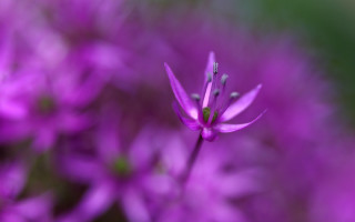 Purple flower bokeh macro nature - a purple flower free wallpaper for desktop
