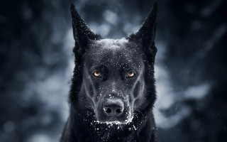 Black dog snowflake face night - symmetrical eye free wallpaper