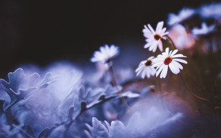 Close up flowers macro soft - soft free wallpaper