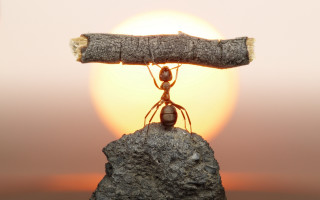 Ant wood rock sunset macro - macro art free wallpaper