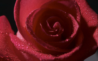 Red rose water droplets macro 71 - the petal free wallpaper