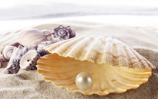 Shell pearl beach sand shallow - a shell free wallpaper