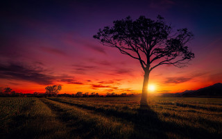 Tree sunset purple sky clouds - a tree in a field free wallpaper