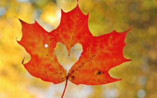 Red leaf heart hole autumn - background free wallpaper