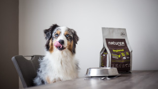 Shiba inu dog table food - product photo free wallpaper