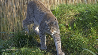 Cat grass fence bushes nature - a grassy area next free wallpaper