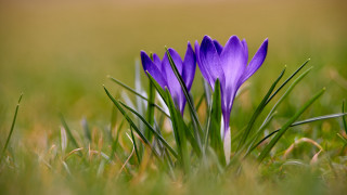 Purple flower bamboo forest nature - two purple flower free wallpaper