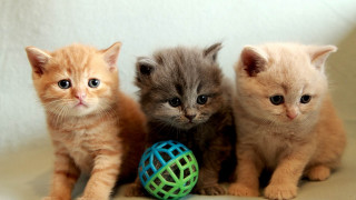 Three kittens ball white background - a white surface free wallpaper