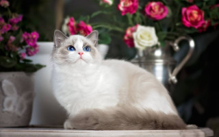 White cat flowers vase bokeh - a white cat free wallpaper