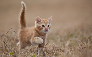 Small kitten walking dry grass - dry free wallpaper