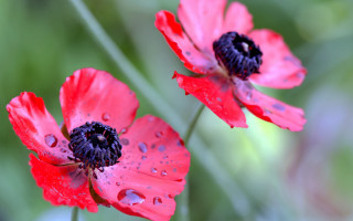 Red flowers water droplets macro 2 - two red flower free wallpaper
