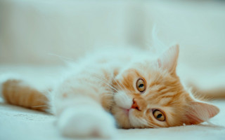 White cat on bed wide - its eye wide open free wallpaper