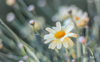 Daisy blurry background shallow depth - elizabeth durack free wallpaper