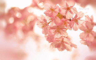 Pink flowers tree branch macro - a close up of a bunch free wallpaper for desktop