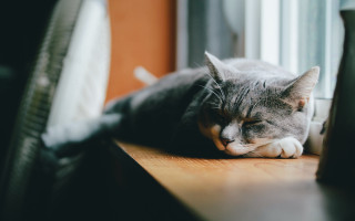 Sleeping cat wooden table blurry - a wooden table next free wallpaper