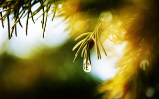 Pine branch water drop macro - a pine tree branch free wallpaper