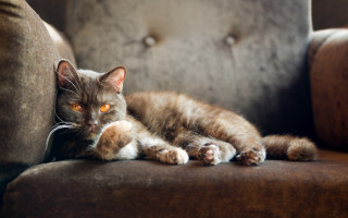 Glamor cat couch glowing eyes - glamor pose free wallpaper
