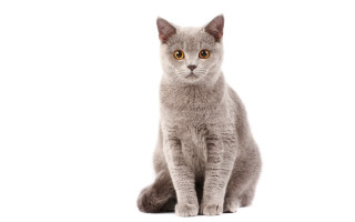 Curious gray cat digital rendering - grey free wallpaper