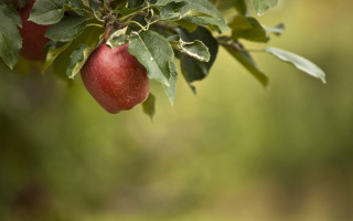 Tree fruit leaves shallow depth - branch free wallpaper for desktop