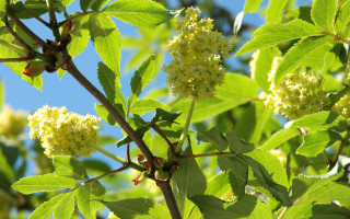 Tree branch white flowers green 3 - summer vibrancy free wallpaper