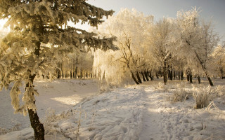 Snowy field trees bushes sun - snow and ice free wallpaper