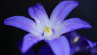 Purple flower water droplets macro 24 - a yellow center in the center free wallpaper