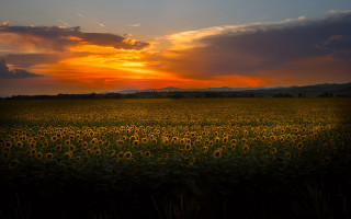 Sunflowers sunset clouds landscape cityscape - the sky above them free wallpaper