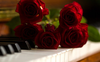 Red roses piano flower blurry - a piano free wallpaper